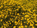 1500 CALIFORNIA SUNSHINE GOLDFIELDS Lasthenia Glabrata Yellow Flower Seeds