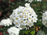 50 White CHINESE SPIREA Spiraea Chinensis Meadowsweet Flower Bush Shrub Seeds