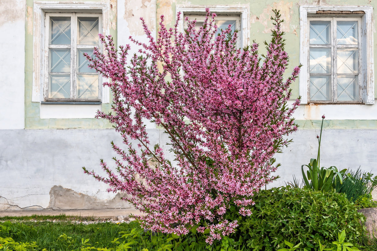 5 DWARF RUSSIAN ALMOND Prunus Tenella Rose Red Pink Fragrant Flower Shrub Seeds