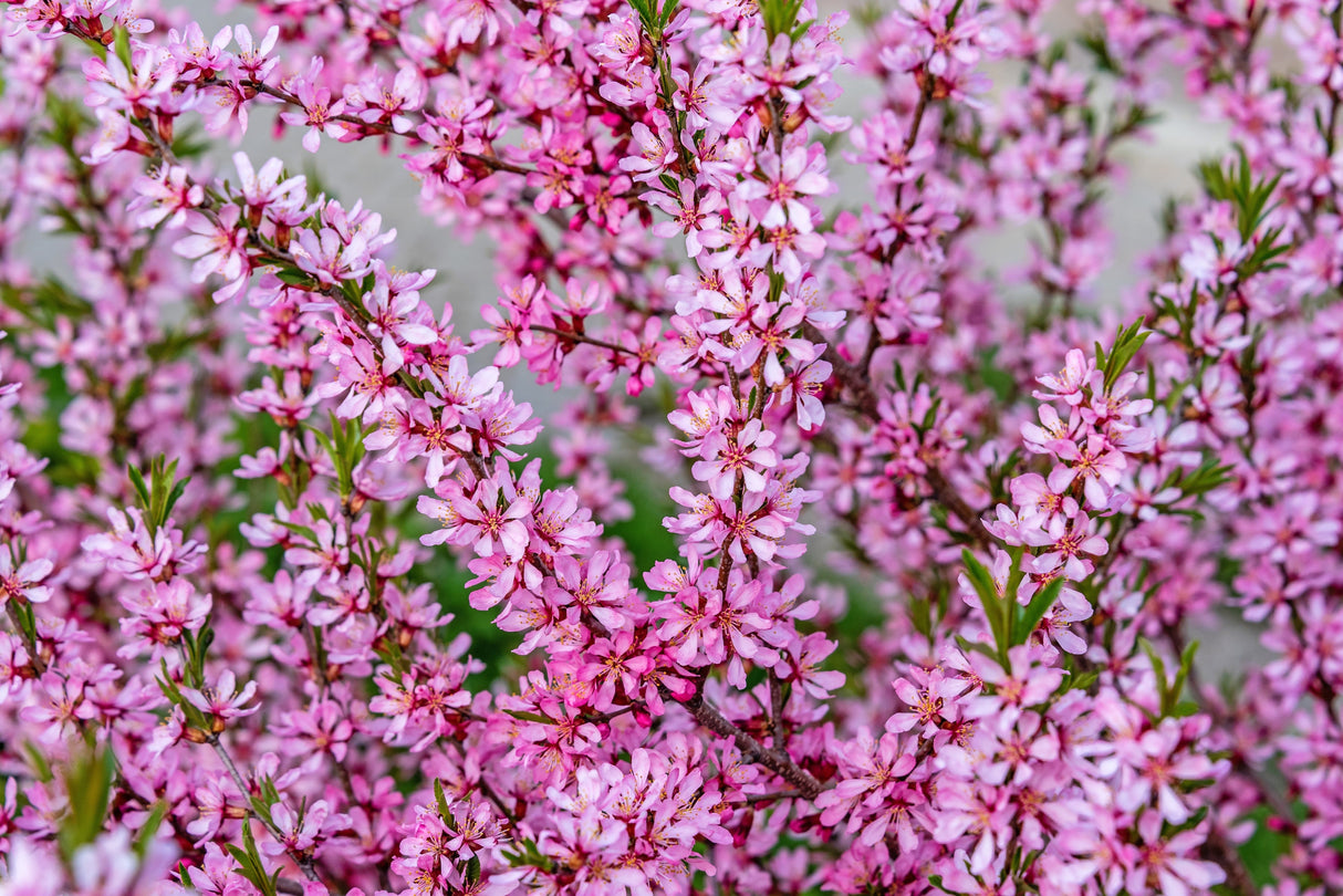 5 DWARF RUSSIAN ALMOND Prunus Tenella Rose Red Pink Fragrant Flower Shrub Seeds