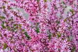 5 DWARF RUSSIAN ALMOND Prunus Tenella Rose Red Pink Fragrant Flower Shrub Seeds