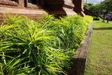 5 LILYTURF Liriope Muscari aka Big Blue Lily Turf / Monkey Grass Flower Seeds