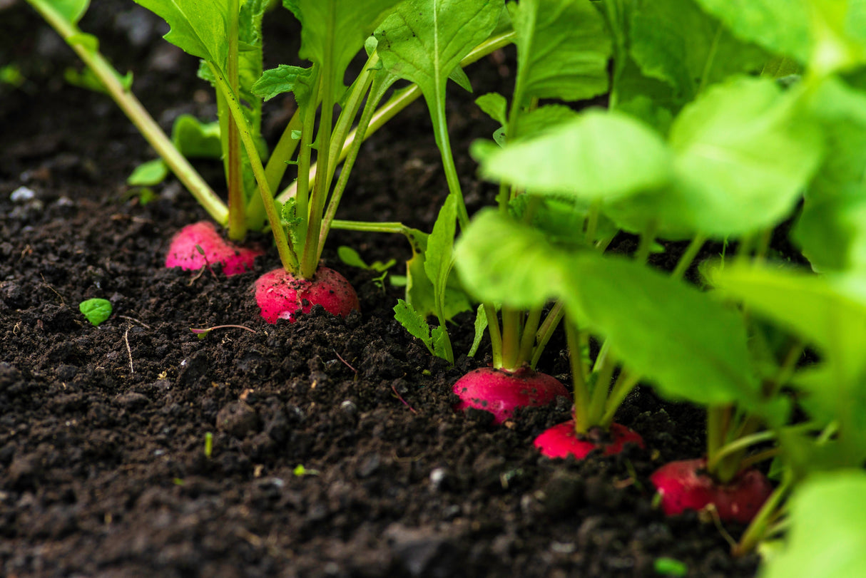 500 SPARKLER WHITE Tip RADISH Sweet European Red Raphanus Sativus Vegetable Seed