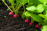 500 SPARKLER WHITE Tip RADISH Sweet European Red Raphanus Sativus Vegetable Seed