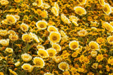 500 TIDY TIPS Layia Platyglossa Native Yellow & White Flower Seeds