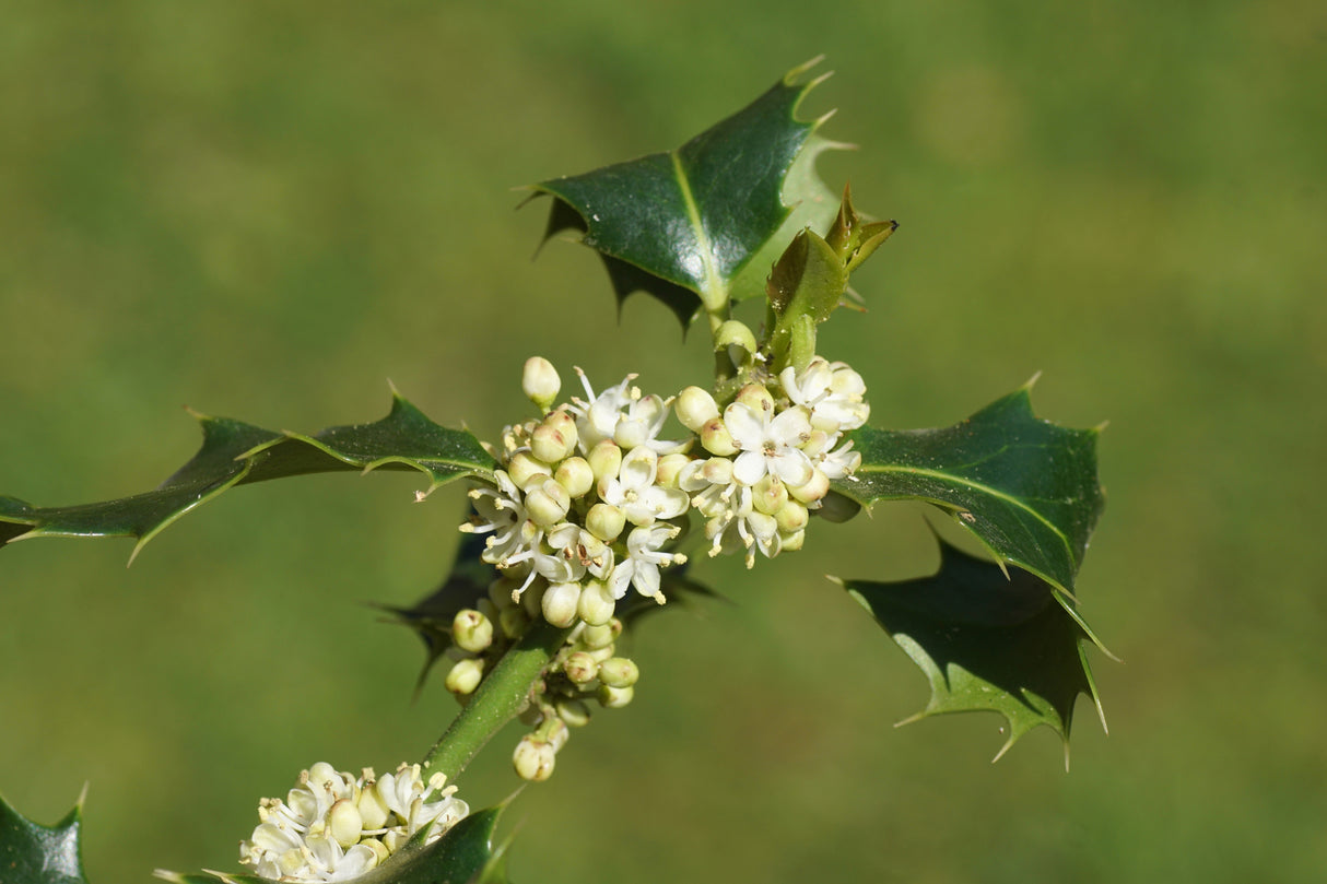 40 ENGLISH HOLLY Ilex Aquifolium aka European Common or Christmas Holly Evergreen Tree Shrub Berry Seeds