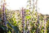 50 MOTHERWORT (Lions Tail / Heartwort) Leonurus Cardiaca Herb Flower Seeds