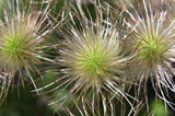 10 RED ANEMONE Pulsatilla Vulgaris PASQUE Flower Seeds