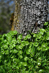 100 MINER'S LETTUCE Winter Purslane Spinach Claytonia Perfoliata Vegetable Seeds