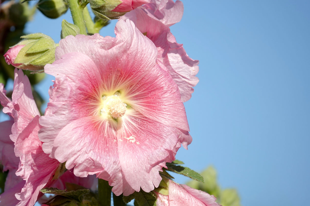 25 PALE PINK HOLLYHOCK Light Alcea Rosea Flower Seeds Perennial