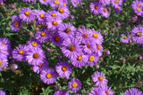 100 Purple NEW ENGLAND ASTER (Michaelmas Daisy) Aster Novae var Angliae Flower Seeds
