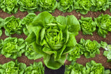 2000 BIBB LETTUCE Butterhead Lactuca Sativa Vegetable Seeds
