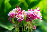 50 Double WINKY ROSE & White COLUMBINE Aquilegia Vulgaris Flower Seeds