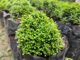40 LITTLELEAF BOXWOOD Korean Buxus Microphylla Koreana Shrub Seeds