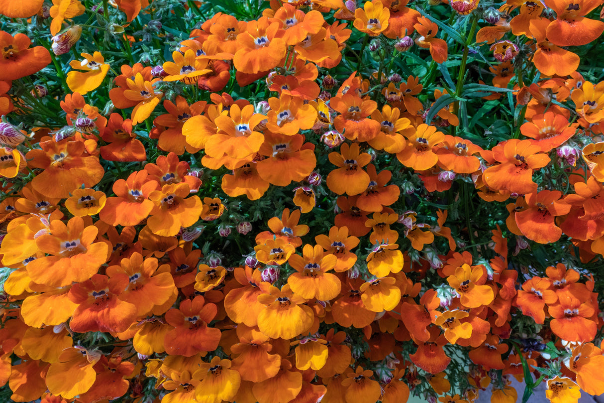50 ORANGE PRINCE NEMESIA Strumosa Flower Seeds