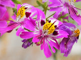 200 Mixed Colors BUTTERFLY ORCHID (Poor Mans Orchid / Angel Wings) Schizanthus Wisetonensis Flower Seeds