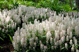 20 SUGAR SCOOP FOAMFLOWER White Tiarella Trifoliata Laceflower Flower Seeds