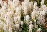 20 SUGAR SCOOP FOAMFLOWER White Tiarella Trifoliata Laceflower Flower Seeds