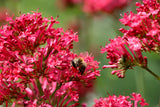 50 RED JUPITER'S BEARD Valerian Keys of Heaven Centranthus Ruber Flower Seeds