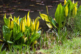 10 Yellow SWAMP LANTERN Moist Lysichiton Americanus Skunk Cabbage Flower Seeds