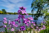1500 DAMES ROCKET (Danask Violet) Hesperis Matronalis Dame's Purple Flower Seeds