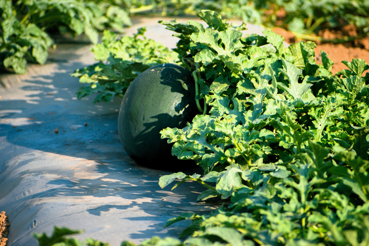 50 FLORIDA GIANT WATERMELON Cannon Ball Black Diamond Citrullus Fruit Seeds