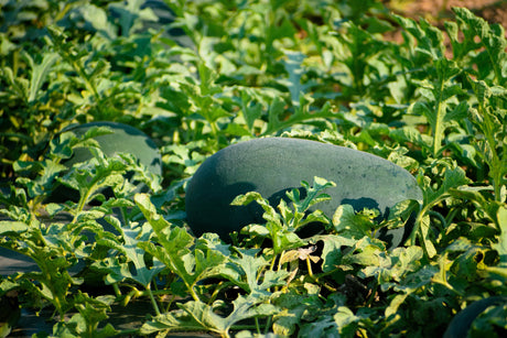 50 FLORIDA GIANT WATERMELON Cannon Ball Black Diamond Citrullus Fruit Seeds