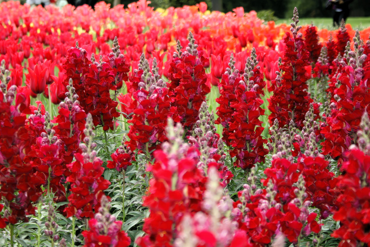 250 RUBY RED SNAPDRAGON Antirrhinum Majus Flower Seeds
