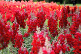 250 RUBY RED SNAPDRAGON Antirrhinum Majus Flower Seeds