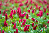 3000 CRIMSON CLOVER (Carnation, French, or Italian Clover) Trifolium Incarnatum Flower Seeds