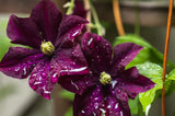 10 MIXED HYBRID CLEMATIS Hybrida Red Purple Pink Blue Bicolor Flower Vine Seeds