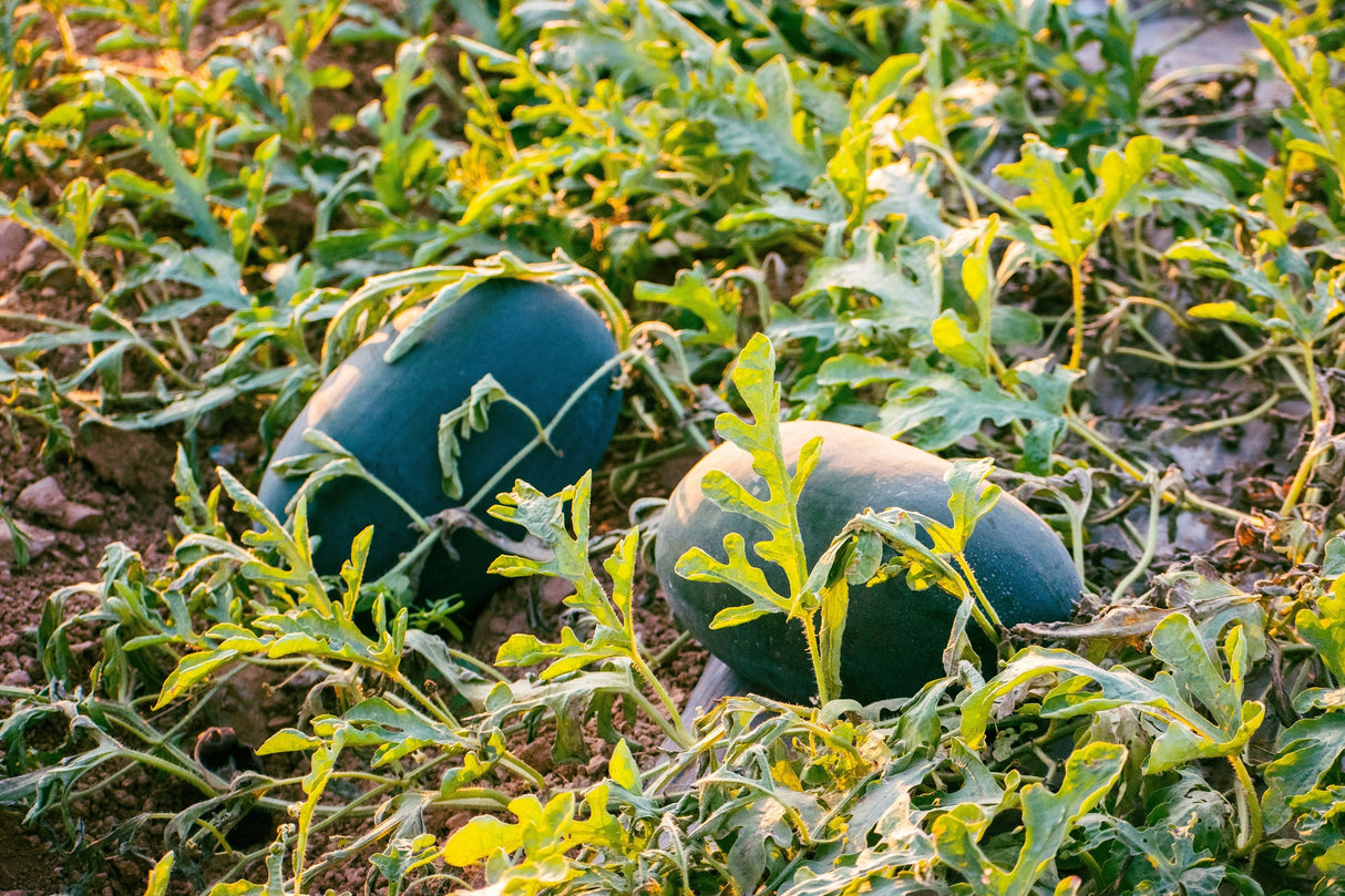 50 FLORIDA GIANT WATERMELON Cannon Ball Black Diamond Citrullus Fruit Seeds