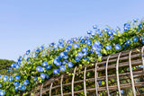 50 Heavenly BLUE MORNING GLORY Ipomoea Tricolor Vine Flower Seeds