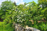 10 WHITE JAPANESE ROSE Rosa Rugosa Alba Bush Rugosa Rose Flower Seeds