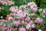 20 WESTERN AZALEA Pink White Yellow Shrub Flower Rhododendron Occidentale Seeds