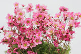 50 ROSE ROBE SAXIFRAGA Arendsii Mossy Rockfoil Evergreen Flower Seeds