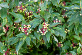 20 RED TWIG DOGWOOD American Red Osier Shrub White Flower Cornus Sericea Seeds