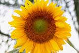 75 MAMMOTH GREY Stripe SUNFLOWER Helianthus Annuus Flower Seeds
