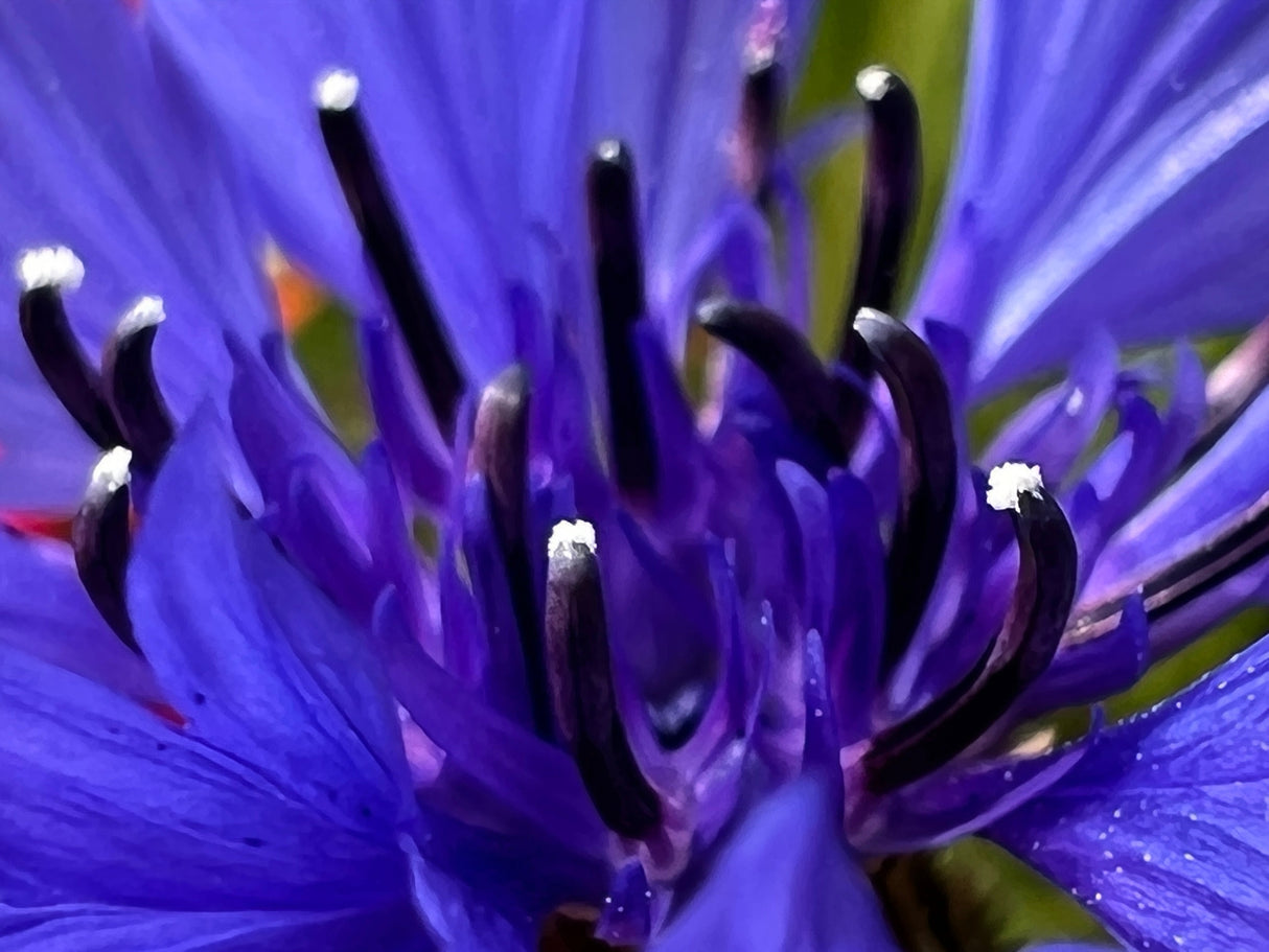 1000 Tall Blue BACHELOR'S BUTTON / CORNFLOWER Centaurea Cyanus Flower Seeds