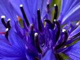 1000 Tall Blue BACHELOR'S BUTTON / CORNFLOWER Centaurea Cyanus Flower Seeds