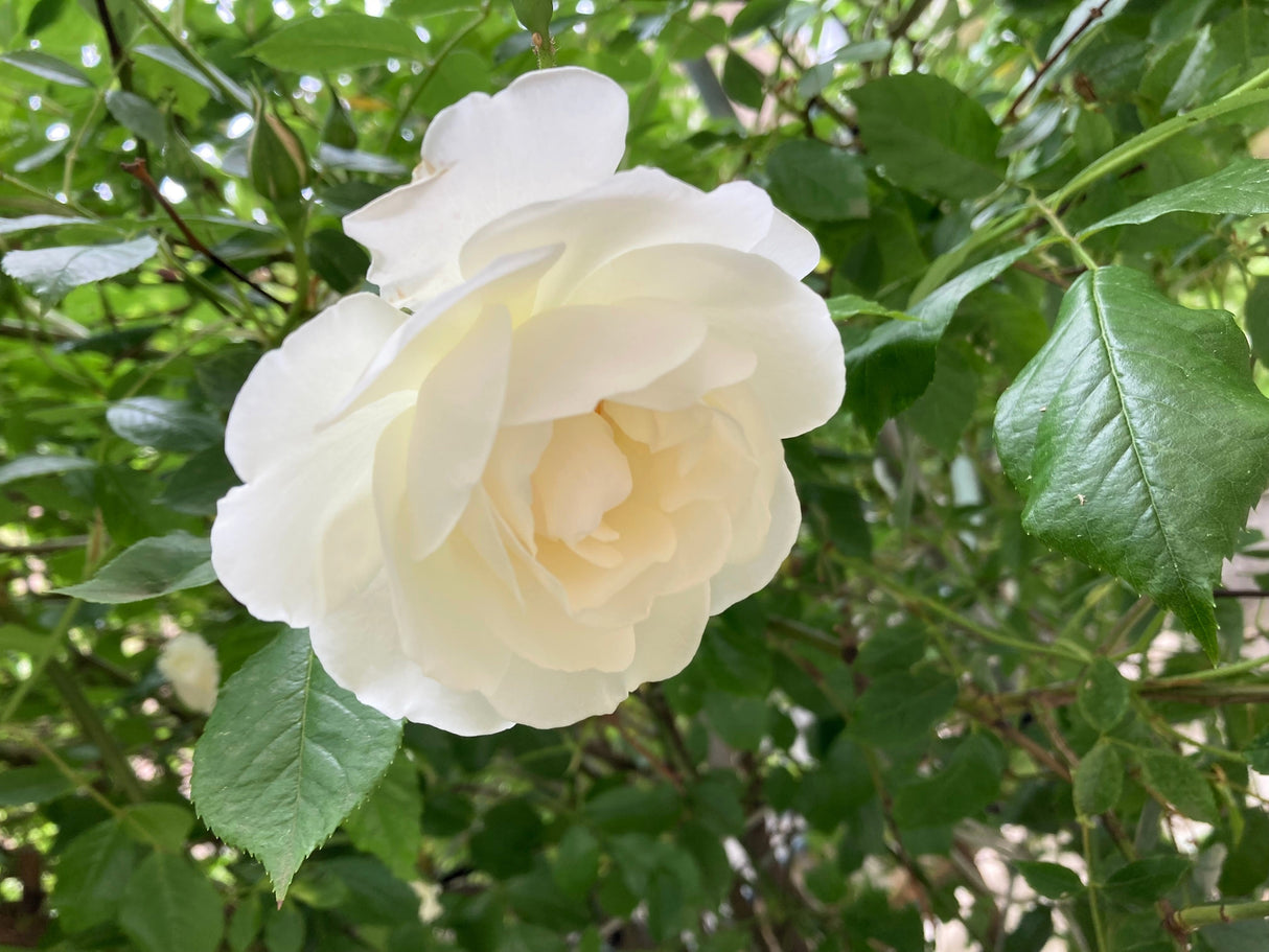 5 WHITE ROSE Rosa Bush Shrub Perennial Flower Seeds