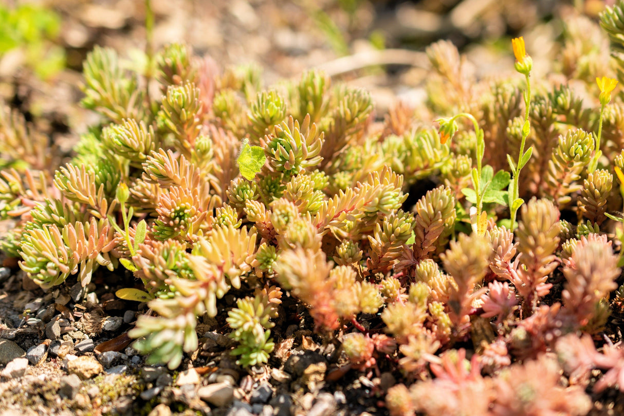 25 Spanish STONECROP / SEDUM HISPANICUM Groundcover Flower Seeds