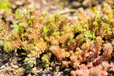 25 Spanish STONECROP / SEDUM HISPANICUM Groundcover Flower Seeds