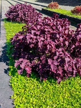 300 PURPLE SHISO aka PERILLA Frutescens Ornamental Herb Seeds Green & Purple