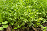 1500 WRINKLED CRINKLED CRESS Garden Lepidium Sativum Greens Vegetable Seeds