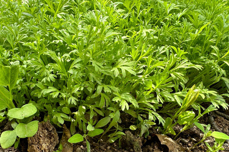 1500 WRINKLED CRINKLED CRESS Garden Lepidium Sativum Greens Vegetable Seeds