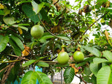 10 YELLOW PASSION FRUIT Vine Passiflora Edulis Flavicarpa Golden Passionfruit Purple & White Flower Seeds