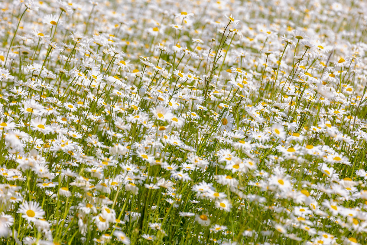1000 DWARF White SHASTA DAISY Chrysanthemum Maximum Flower Seeds