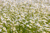 1000 DWARF White SHASTA DAISY Chrysanthemum Maximum Flower Seeds