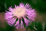 25 AMERICAN ROSE (Centaurea Aloha / American Starflower / American Basket Flower / America Starthistle) Centaurea Americana Flower Seeds